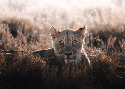 Portrait of cat relaxing on field