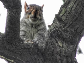 Low angle view of tree trunk