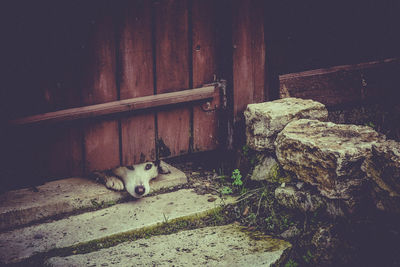 Portrait of cat resting on wood