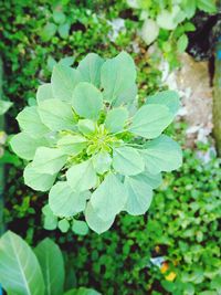 Close-up of green leaves