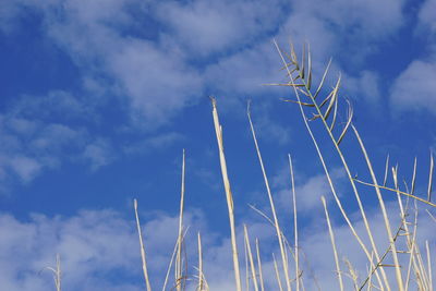 Low angle view of plants against blue sky