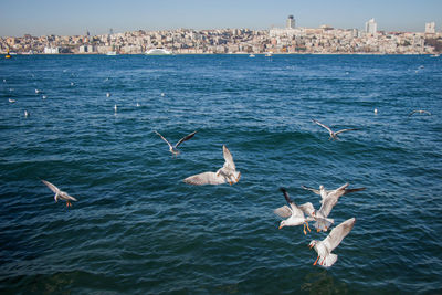 Seagulls flying over sea