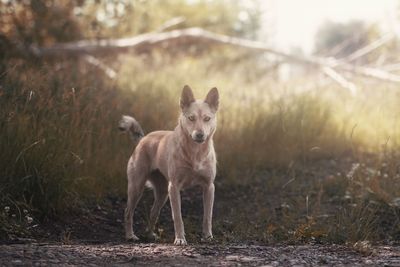 Portrait of dog standing on field