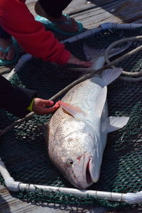 High angle view of people fishing in fish at market