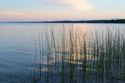 Reflection of trees in lake