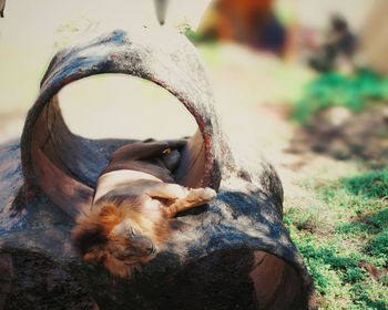 Close-up of dog outdoors