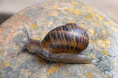 Close-up of snail