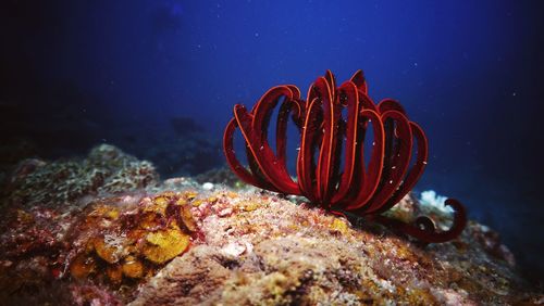 Red coral on ocean floor