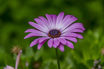 Close-up of purple flower