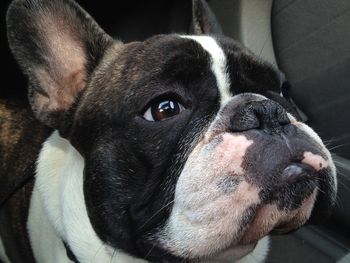 Close-up portrait of dog