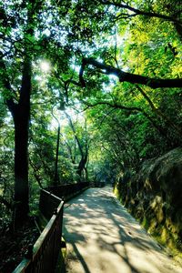 Road amidst trees in forest