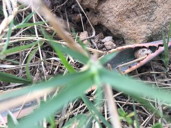 High angle view of snake on field