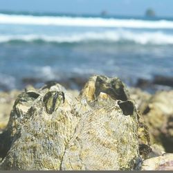 Close-up of rock on beach