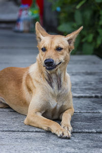 Portrait of dog sitting outdoors