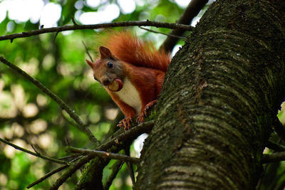 Low angle view of monkey on tree