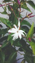 Close-up of white flowers