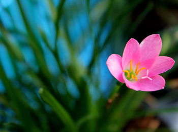 Close-up of pink flower blooming outdoors