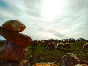 View of sheep grazing in field