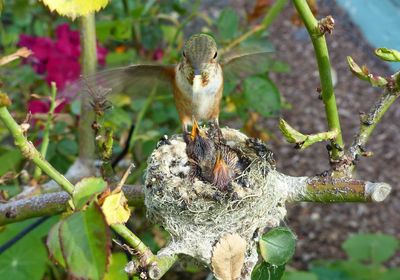 Close-up of birds in the wild