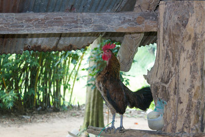Close-up of rooster on tree