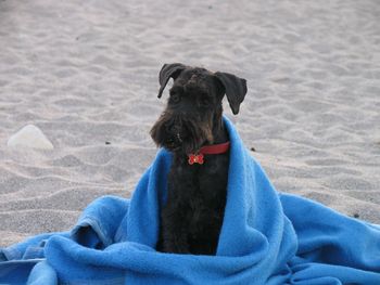 Close-up of dog sitting on sand at beach