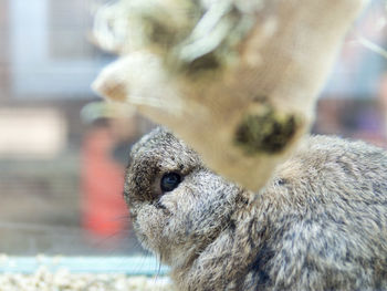 Close-up of a rabbit