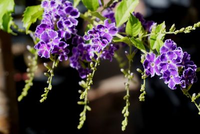 Close-up of purple flowering plants