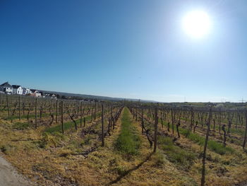 Scenic view of vineyard against clear blue sky