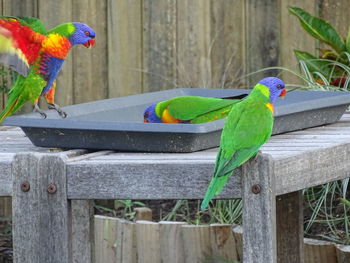 View of parrot perching on wood