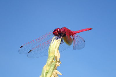 Close-up of dragonfly on flower against blue sky