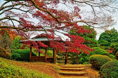 Cherry blossom trees in park