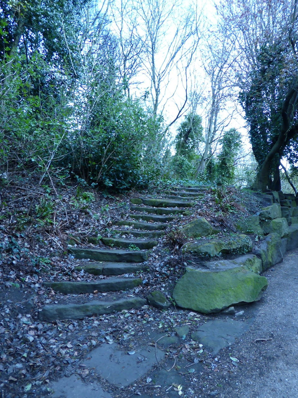 VIEW OF TREES ALONG PLANTS