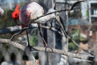 Close-up of bird perching on branch