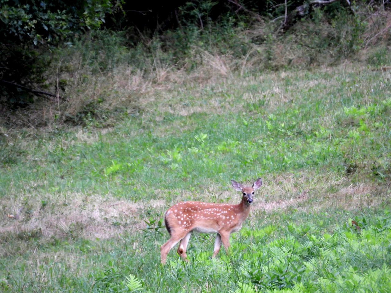 SIDE VIEW OF DEER STANDING ON GRASS