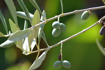 Close-up of olives on branch