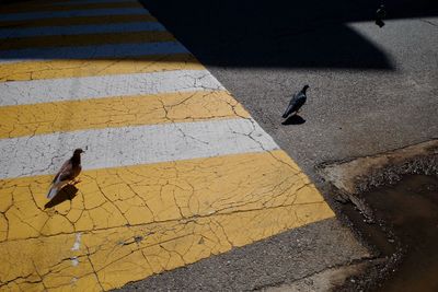 High angle view of bird on street