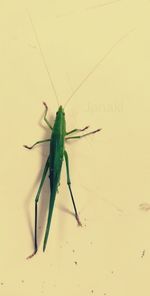 Close-up of grasshopper