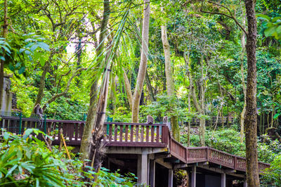 Trees in forest