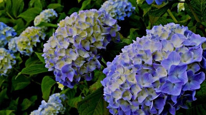 flower, freshness, purple, fragility, growth, petal, beauty in nature, flower head, plant, hydrangea, blooming, nature, high angle view, leaf, close-up, in bloom, bunch of flowers, park - man made space, abundance, blue