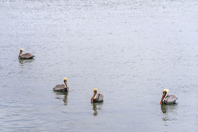 Birds swimming in a lake