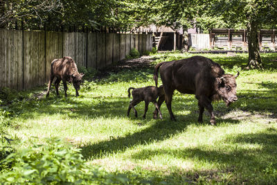 Horses grazing in a field