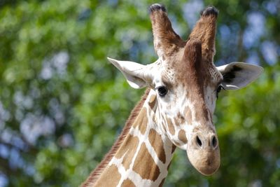 Close-up portrait of giraffe