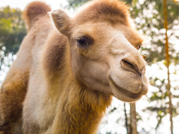 Close-up of a camel