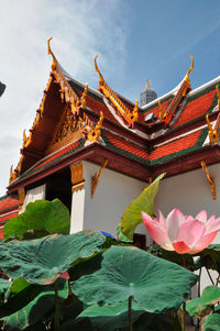 Low angle view of pink flowers