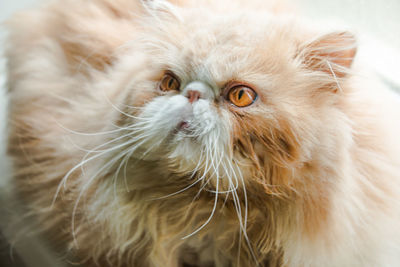 Close-up portrait of a cat