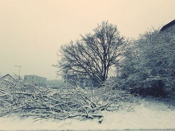 Bare tree against snow covered buildings against sky