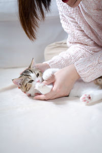 Woman hand play and takecare scottish straight tabby classic kitten