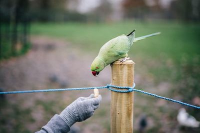 Person feeding parrot