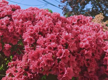 Close-up of pink flowers blooming outdoors