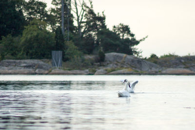 Bird flying over lake